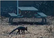  ?? KARL MONDON — STAFF ARCHIVES ?? A singed fox moves through a picnic area in the Little Basin Campground in Big Basin State Park on Aug. 26, a victim of the CZU Complex Fire near Boulder Creek.
