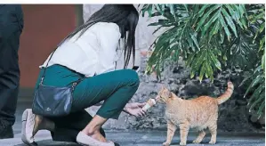  ?? ?? Besucher füttern die Katzen, die durch die Gegend flanieren.