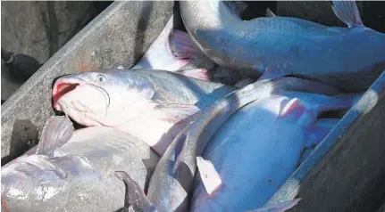  ?? JERRY JACKSON/BALTIMORE SUN ?? Blue catfish fill a container aboard a waterman’s boat on the Potomac River. Commercial watermen in Maryland and Virginia harvested more than 5 million pounds of them in 2017 — almost twice as much as the states’ combined commercial harvest of striped bass.