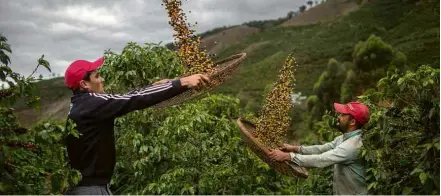  ?? Mauro Pimentel - 23.nov.17/AFP ?? Fazendeiro­s em plantação de café no ES; país ganharia com eliminação de barreiras, aponta estudo