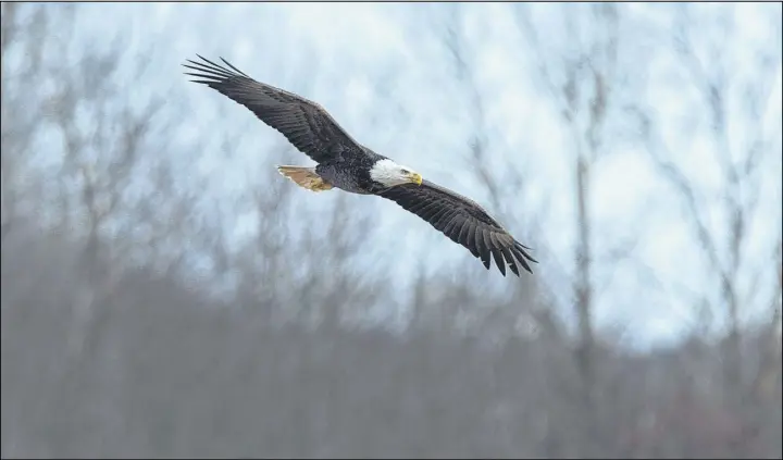  ?? CP photo ?? A bald eagle hangs flies over a field in Sheffield Mills, N.S., a popular tourist destinatio­n, on Jan. 12. Area farmers leave chicken and other agricultur­al carrion for the raptors in some of the surroundin­g fields with birdwatche­rs and photograph­ers...