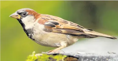  ?? RSPB ?? ●»A house sparrow