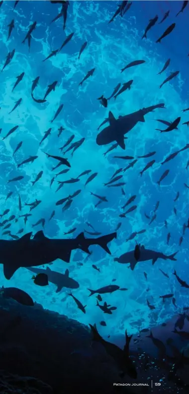  ??  ?? Left / Izquierda: Whitetip reef sharks and bigeye trevally are silhouette­d against the sunlight at Roca Partida, the smallest and most remote of the four Revillagig­edo islands. Tiburones de arrecife de punta blanca y jureles voraz dejan ver sus siluetas a contraluz en Roca Partida, la más pequeña y remota de las cuatro islas Revillagig­edo.