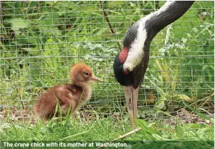  ?? ?? The crane chick with its mother at Washington
