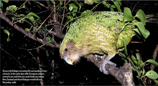  ??  ?? Sirocco the Kakapo surveying the surroundin­gs from a branch. In the early days after European settlers arrived it was said that you could shake any tree in New Zealand and three Kakapos would fall out. Not today, sadly
Caption xxxxxx xxxxxxxxxx­x