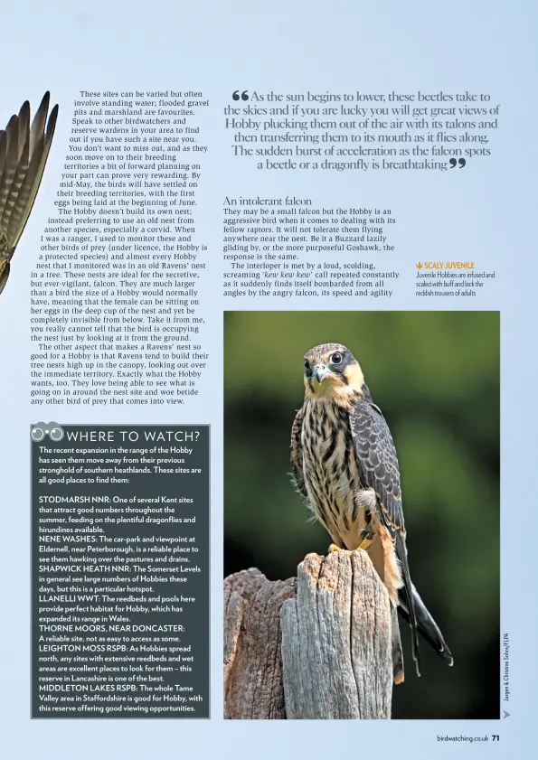  ??  ?? SCALY JUVENILE Juvenile Hobbies are infused and scaled with buff and lack the reddish trousers of adults