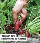  ?? ?? You can sow radishes up to August