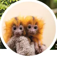  ??  ?? A squirrel monkey mum and baby Left: Baby golden lion tamarin twins