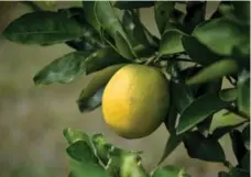  ?? MARK ELIAS/BLOOMBERG FILE PHOTO ?? Hurricane Irma may have stripped off half the oranges on Florida’s trees, according to the state’s biggest citrus-growers organizati­on.