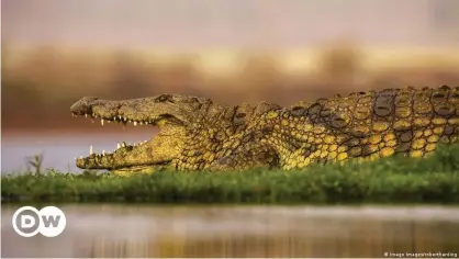  ??  ?? An unknown number of Nile crocodiles have escaped from a Bonnievale commercial breeding farm into the Breede River