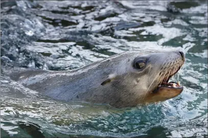 ?? JAMES CACCIATORE — MARIN INDEPENDEN­T JOURNAL ?? A California sea lion recovers from leptospiro­sis at the Marine Mammal Center in Sausalito in 2018.A herpes virus was found as the cause for the high rates of cancer among female sea lions, a study said.