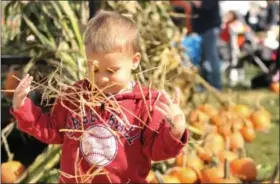  ?? DIGITAL FIRST MEDIA FILE PHOTO ?? Nicholas Bussell, 2, plays with hay during The Whitemarsh Fall Pumpkin Festival which took place at Plymouth Whitemarsh High School’s Victory Field. The event included hayrides, face paintings, pumpkin decorating, rides, inflatable­s, vendors and more.