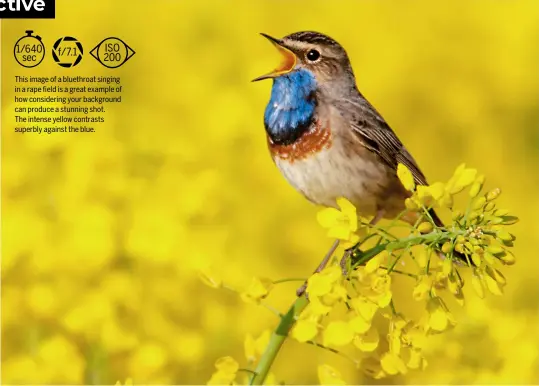  ?? ?? This image of a bluethroat singing in a rape field is a great example of how considerin­g your background can produce a stunning shot. The intense yellow contrasts superbly against the blue.