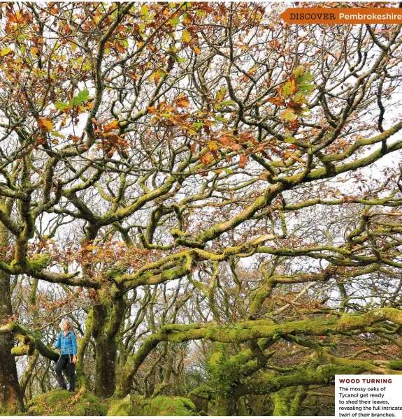  ??  ?? WOOD TURNING The mossy oaks of Tycanol get ready to shed their leaves, revealing the full intricate twirl of their branches.