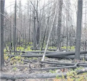 ?? IAN FAIRCLOUGH THE CHRONICLE HERALD ?? A carpet of green is starting to regrow in some areas that burned during the Seven Mile Lake forest fire in Annapolis County in 2016. •