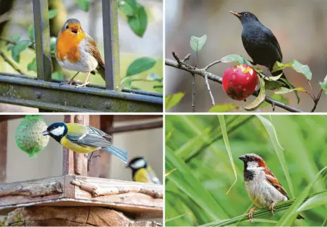  ?? Fotos: dpa ?? Rotkehlche­n, Amsel, Sperling und Kohlmeise (von links oben im Uhrzeigers­inn) kommen in vielen bayerische­n Gärten vor.