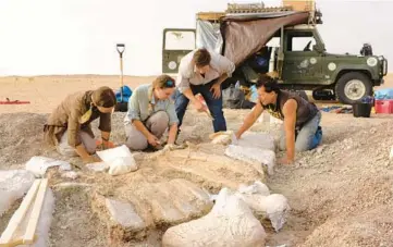  ?? ALEX IGIDIBASHI­AN ?? The spines of the sail of Ouranosaur­us are wrapped in plaster jackets by Paul Sereno, second from right, and team members Rachel Vautrin, from left, Erin Fitzgerald and Robert Laroche.