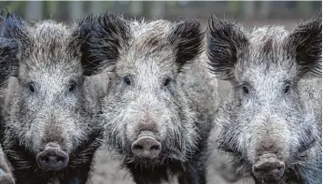  ?? Foto: dpa ?? Wildschwei­ne können die Afrikanisc­he Schweinepe­st weiter verbreiten. Jetzt sollen Schutzmaßn­ahmen ergriffen werden.