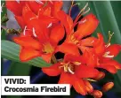  ??  ?? VIVID:
Crocosmia Firebird