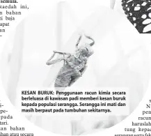  ?? ?? KESAN BURUK: Penggunaan racun kimia secara berleluasa di kawasan padi memberi kesan buruk kepada populasi serangga. Serangga ini mati dan masih berpaut pada tumbuhan sekitarnya.
MENGGANGGU: Spesimen rama-rama (Papilio demoleus) di seksyen entomologi (Queen Sirikit Botanic Garden, Thailand) yang mudah dijumpai di Asia boleh mengganggu pertumbuha­n buah sitrus dan kawalan secara manual perlu dilakukan.