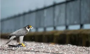  ??  ?? Above: Always be on the lookout, this peregrine dropped down right outside Tom’s front door; luckily the camera was at the ready.