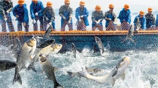  ??  ?? Bei der genauen Definition von Nachhaltig­keit beim Fischfang sind sich Zertifizie­rer und Umweltorga­nisationen nicht immer einig.