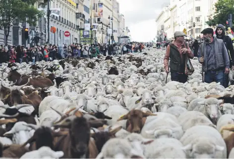  ?? Picture: AFP ?? Shepherds herd flocks of sheep in the centre of Madrid yesterday. Shepherds leading more than 1 800 sheep arrived at the Spanish capital to promote conservati­on of the ancient paths of (moving flocks from winter to summer pastures).
