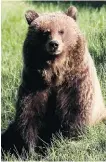  ?? LEAH HENNEL/FILES ?? Banff’s bear 148 is known to be friendly, not aggressive, with humans.