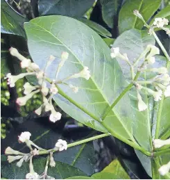 Poisonous to birds - PressReader