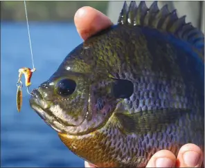  ?? PHOTOS BY KEITH SUTTON/CONTRIBUTI­NG PHOTOGRAPH­ER ?? Rock bass, often called goggle-eyes, are among the most abundant, often-caught panfish in Arkansas’ cool mountain streams.