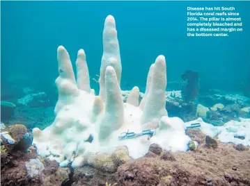  ?? DAVID GILLIAM/COURTESY ?? Disease has hit South Florida coral reefs since 2014. The pillar is almost completely bleached and has a diseased margin on the bottom center.