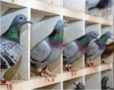  ??  ?? Circa 100 Tauben hat der Züchter im Winter, dazu kommen dann im Frühjahr noch 60 bis 70 Jungvögel.