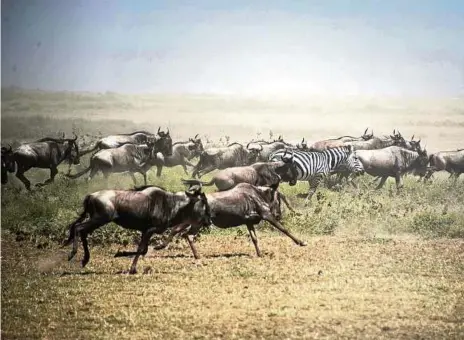  ?? FOTO: GIOIA FORSTER ?? In Ostafrika laufen viele Gnus und ein Zebra durch den Serengeti Park. Auf der Suche nach Nahrung schließen sich den Gnus auch andere Tiere wie Zebras an. Es ist eine der größten Tierwander­ungen der Welt.