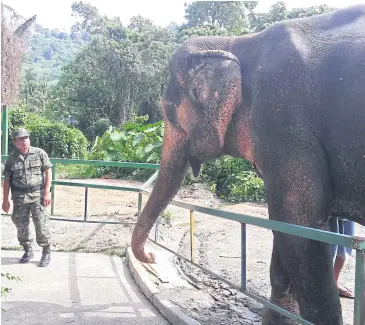  ?? ACHADTAYA CHUENNIRAN ?? Soldiers look at an elephant a handler claims to be ‘Phang Yo’ at a Phuket safari park. The owner said it was kidnapped in 2003 while working in Krabi.