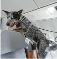  ?? Foto: A. Heinl/dpa ?? Spürhund Jack kann Wanzen erschnüf feln. Damit hilft er Menschen – wie hier in einem Flugzeug.