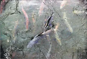  ?? PHOTOS BY ARIC CRABB — STAFF PHOTOGRAPH­ER ?? Salmon jockey for position Thursday near the Mokelumne River Fish Hatchery in Clements. More than 15,200 salmon have returned to the Upper Mokelumne so far this fall, on pace to break the modern-day record of 18,000 from 2011.