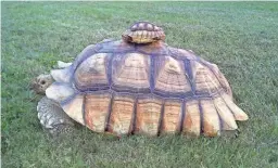  ?? PHOTOS COURTESY OF KATRINA SMITH/MID-ATLANTIC TURTLE & TORTOISE SOCIETY VIA AP ?? A baby Sulcata turtle sits on top of a young adult sulcata. Turtles may seem like the perfect low-maintenanc­e pet – less work than dogs and cats and more interactiv­e than fish. And they can make wonderful pets. But experts say you should know what...