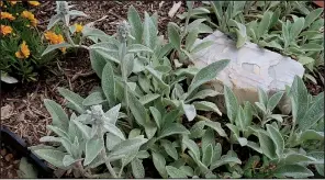  ??  ?? Lamb’s ear and pinks snuggle in the Zoo Garden.