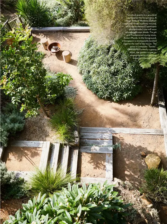  ??  ?? Crushed granite is a practical surface for the fire pit area. A huge Pride of Madeira ( Echium candicans) forms a pillowy mound, while the tuckeroo ( Cupaniopsi­s anacardioi­des) tree will soon provide welcome shade. Fire pit and Frankensto­ol stump seats, Robert Plumb. In the foreground, a frangipani is strategica­lly located against the rear of the house. The grass is Lomandra ‘Tanika’. OPPOSITE Formerly a grassy slope, the garden is now an engaging series of terraces linked by informal steps.