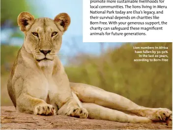  ??  ?? Lion numbers in Africa have fallen by 30-50% in the last 20 years, according to Born Free