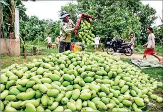  ?? HENG CHIVOAN ?? At least 50 companies have applied to export fresh mangoes to China after Cambodia was approved to enter the largest market in Asia in June.