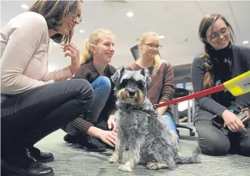  ??  ?? Miniature schnauzer Buffy with students at Abertay University library in Dundee.