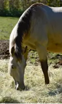  ??  ?? Parmi les besoins fondamenta­ux du cheval, celui d’une alimentati­on fibreuse en continu.