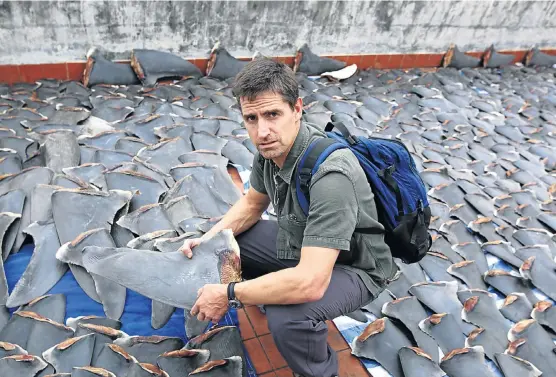  ?? Pictures: OCEANIC PRESERVATI­ON SOCIETY ?? FIN BIN: Marine conservati­onist Shawn Heinrichs inspects shark fins drying on a roof in Hong Kong