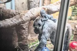  ?? Cleveland Metroparks Zoo ?? Jameela rides atop her surrogate mother, Freddy, at the Cleveland Metroparks Zoo.