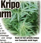  ?? ?? Noch ist der private Anbau von Cannabis nicht legal.