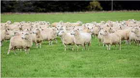  ??  ?? MacGillivr­ay runs TEFRom sheep, a composite breed that has texel, romney and east friesian origins.