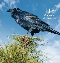 Corbeaux Et Corneilles Pressreader