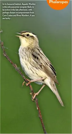  ??  ?? In its favoured habitat, Aquatic Warbler is the only passerine songster likely to be active in the late afternoon, with perhaps distant accompanim­ent from Corn Crakes and River Warblers, if you are lucky...