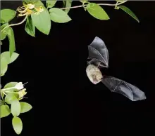  ?? (Photo DR /Benoit Morazé) ?? Pipistrell­e soprane en vol, du côté de La Seyne-sur-Mer.